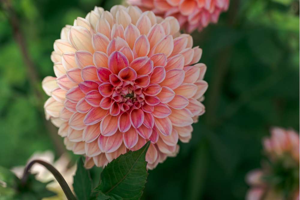 Dahlia 'Linda's Baby'